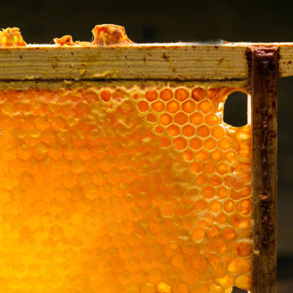 شان عسل طبیعی